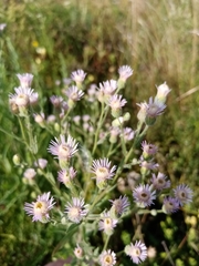 Erigeron acris podolicus