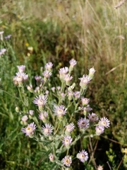 Erigeron acris podolicus