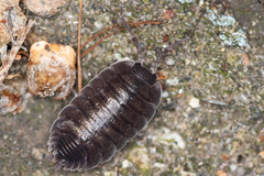 Porcellio obsoletus