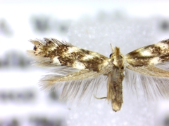 Bucculatrix canadensisella