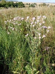 Erigeron acris podolicus