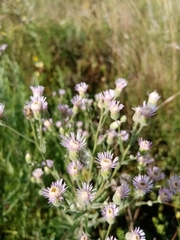 Erigeron acris podolicus