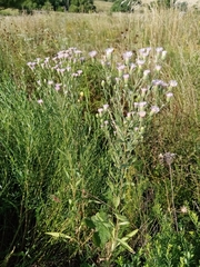 Erigeron acris podolicus