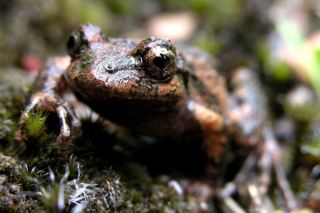 Batrachyla