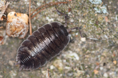 Porcellio obsoletus