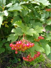 Viburnum