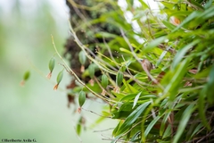Prosthechea squalida