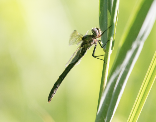 Orange-spotted Emerald photo 3
