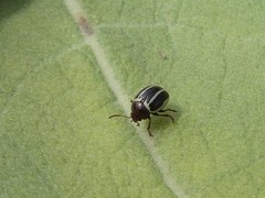 Bidensomela