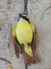 Pitangus sulphuratus