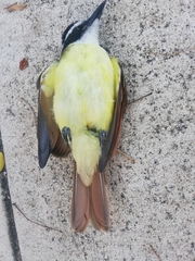 Pitangus sulphuratus