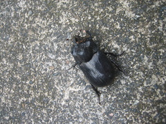 Trichogomphus mongol