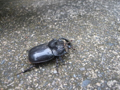 Trichogomphus mongol