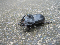 Trichogomphus mongol