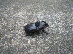 Trichogomphus mongol