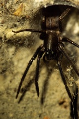 Segestria florentina