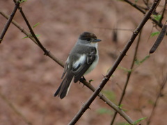 Xenopsaris albinucha