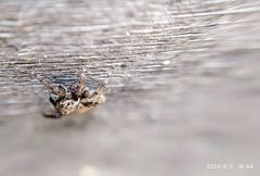 Mexigonus minutus
