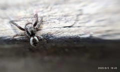 Mexigonus minutus