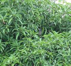 Phaenicophaeus viridirostris