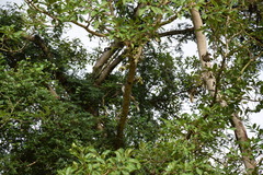 Ocyceros gingalensis