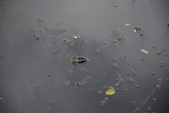 Euphlyctis hexadactyla