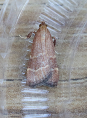 Arta epicoenalis