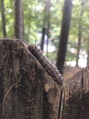 Anisota pellucida