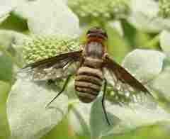 Exoprosopa brevirostris