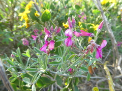 Indigofera sp-aff-platypoda