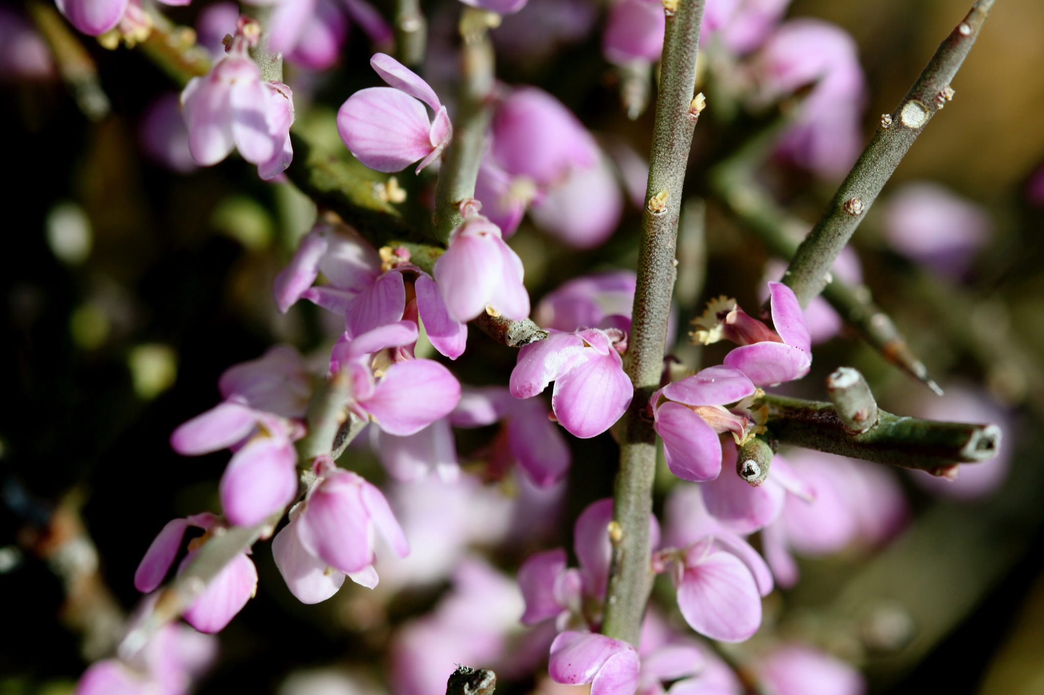 Muraltia spinosa