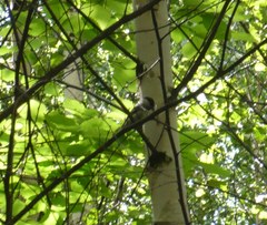 Poecile palustris