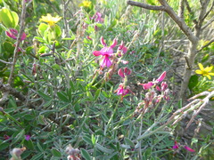 Indigofera sp-aff-platypoda