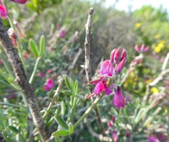 Indigofera sp-aff-platypoda