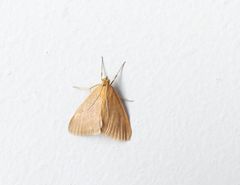 Evergestis aenealis