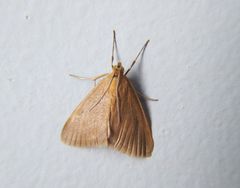 Evergestis aenealis