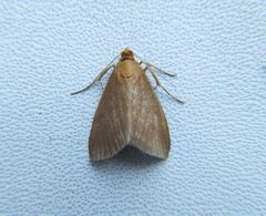 Evergestis aenealis