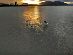 Pelecanus conspicillatus