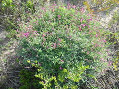 Indigofera sp-aff-platypoda