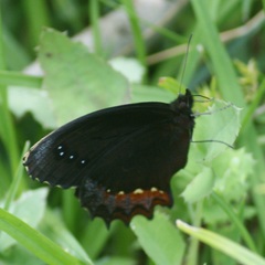 Gyrocheilus patrobas patrobas