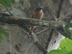Pachyramphus minor