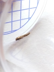 Blastobasis adustella