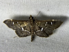 Diathrausta harlequinalis