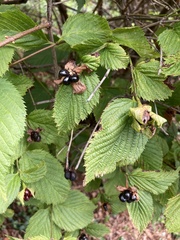 Rhodotypos