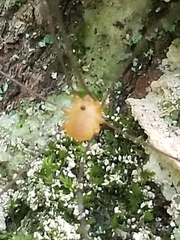 Leiobunum bracchiolum