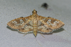 Sameodes cancellalis