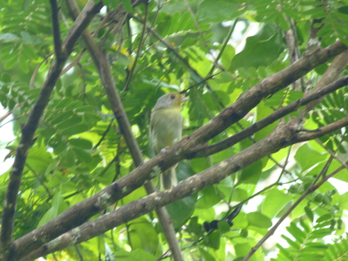 Piprites chloris