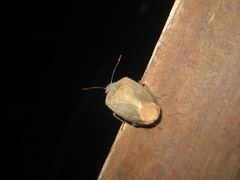 Hippotiscus dorsalis