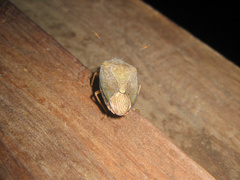 Hippotiscus dorsalis