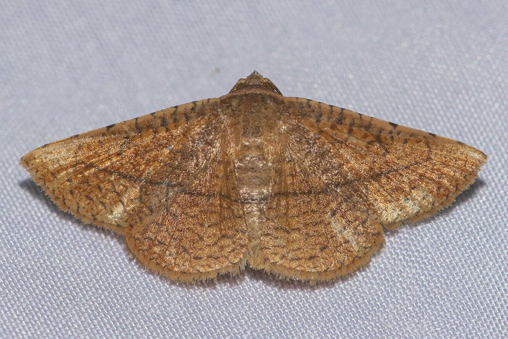Striglina strigosa